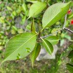 Viburnum prunifolium Leaf