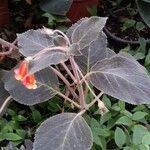 Kohleria amabilis 整株植物