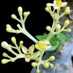 Jatropha podagrica Blüte
