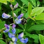 Lupinus nootkatensisFlors