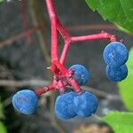 Parthenocissus quinquefoliaFruto