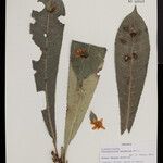 Phyllobotryon paradoxum Otro