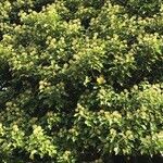 Croton sylvaticus Blatt