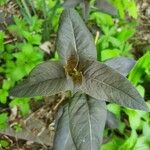 Lysimachia ciliataLehti