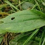 Plantago media Blatt