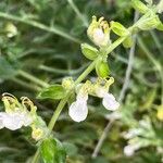 Teucrium flavum Blomma