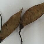 Spirotropis longifolia Otro