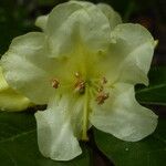 Rhododendron chrysodoron Цвят