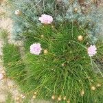 Armeria maritima Blüte