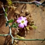 Marcus-kochia littorea Flower