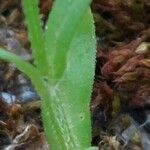 Valeriana dentata Leaf