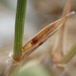 Aegilops neglecta Fruit