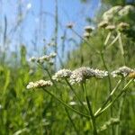 Oenanthe silaifolia Hábito