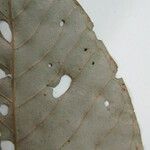 Couepia excelsa その他の提案