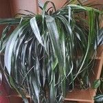 Billbergia nutans Blatt