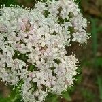 Valeriana officinalisFlower