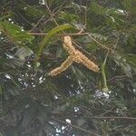 Mimosa tenuiflora പുഷ്പം