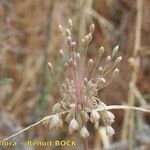 Allium longispathum Plod