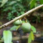 Mortoniodendron cauliflorum Fruto