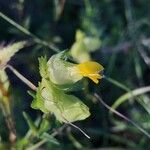 Rhinanthus minor 花