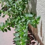 Urtica urens موطن