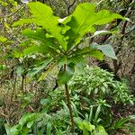 Sonchus fruticosus Hoja