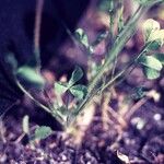 Trifolium barbigerum Агульны выгляд