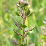 Lepidium nitidum Fruit