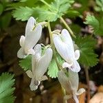 Dicentra canadensis Flower