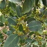 Rhamnus alaternus Lapas