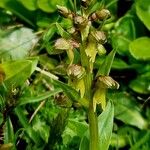 Dactylorhiza viridis Fleur