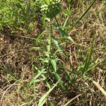 Asclepias viridiflora Hábito