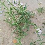 Cakile maritima 花