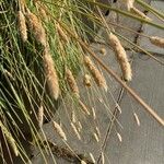 Phalaris aquatica Fula