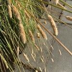 Phalaris aquatica Flower