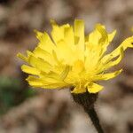 Hieracium murorum Õis