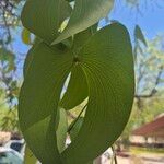 Colophospermum mopane برگ