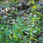 Silphium asteriscus عادت