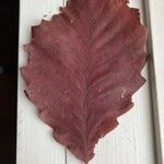 Quercus bicolor Leaf