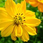 Cosmos sulphureus Flower