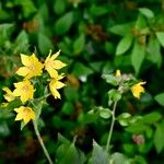 Lysimachia punctataKvět