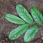 Dichostemma glaucescens Leaf