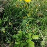 Linum flavum Συνήθη χαρακτηριστικά