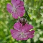 Silene × hampeana Blüte