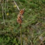 Carex mairei Blüte