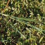 Bothriochloa bladhii Feuille