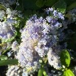 Ceanothus cuneatus Flower