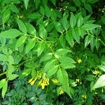 Chrysojasminum humile Leaf