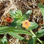 Lysimachia arvensisFlower