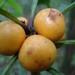 Clavija lancifolia Fruto